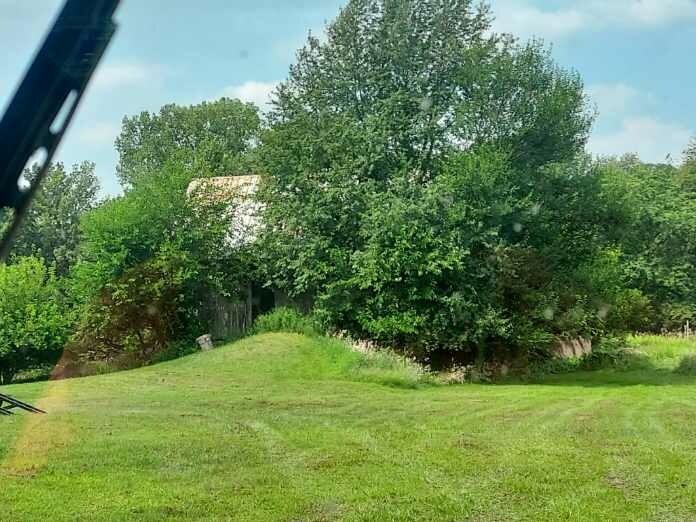 Overgrown trees and bushes before trimming service in Knox Indiana